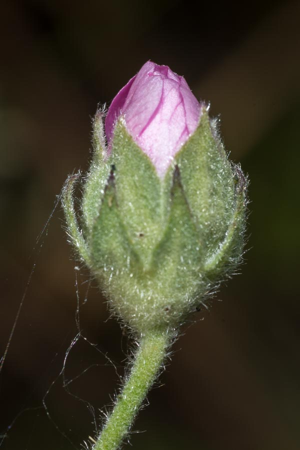 Althaea cannabina / Altea canapina